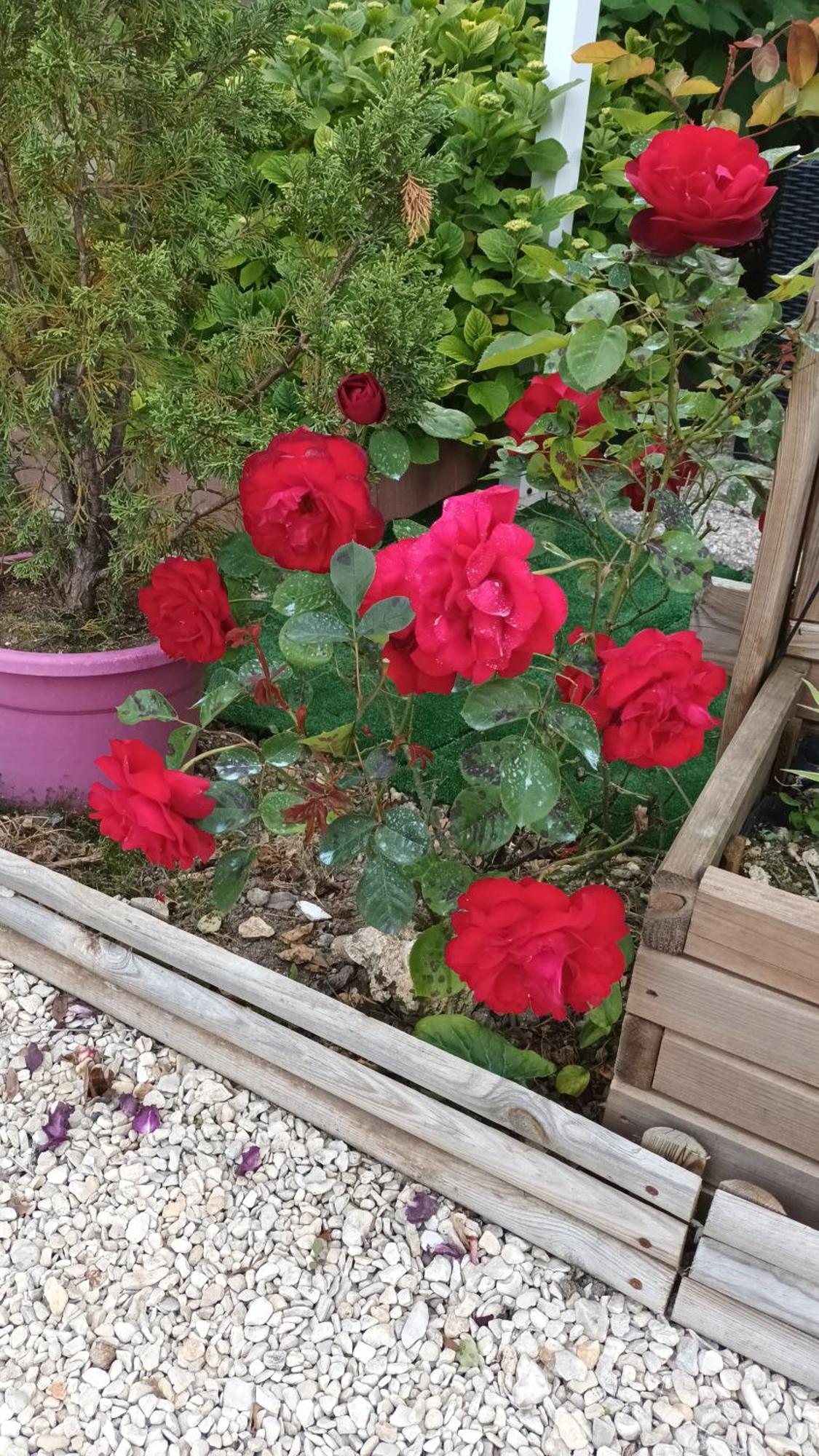 Le Clos Des Passiflores Pons Dış mekan fotoğraf